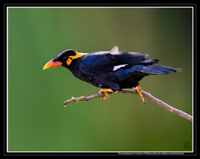 mynah-2