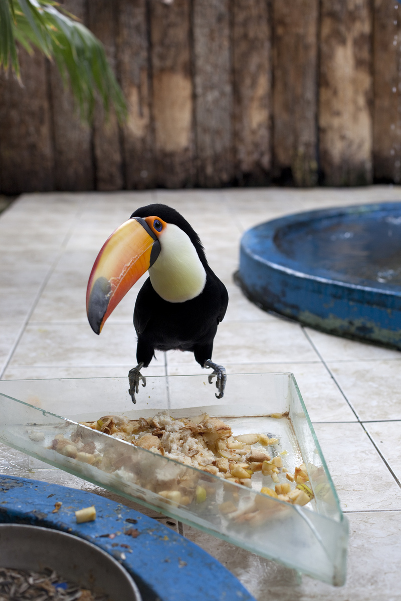 14_wolfgang-tillmans-tukan-2010